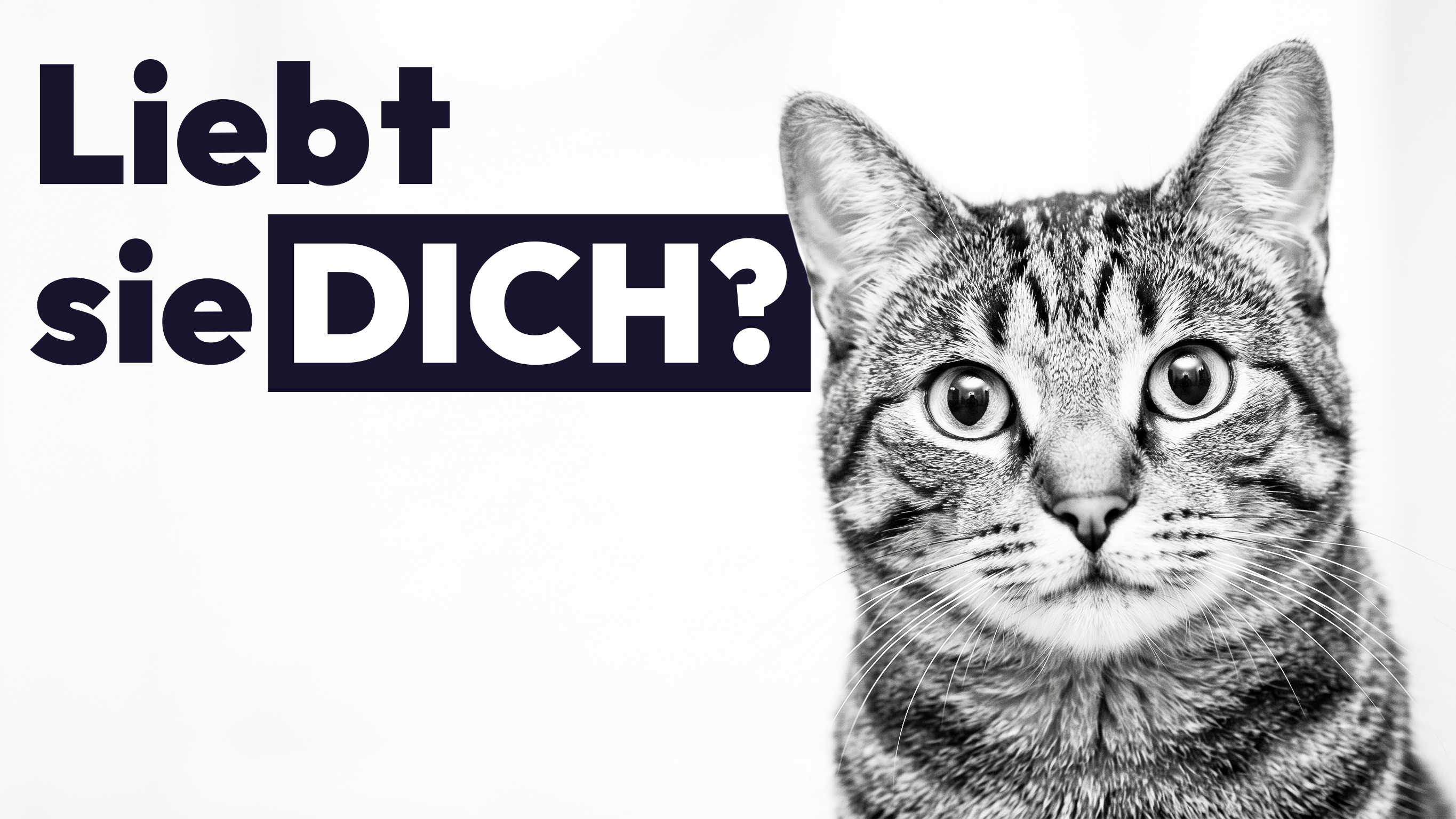 7 alltägliche Dinge, die deine Katze LIEBT