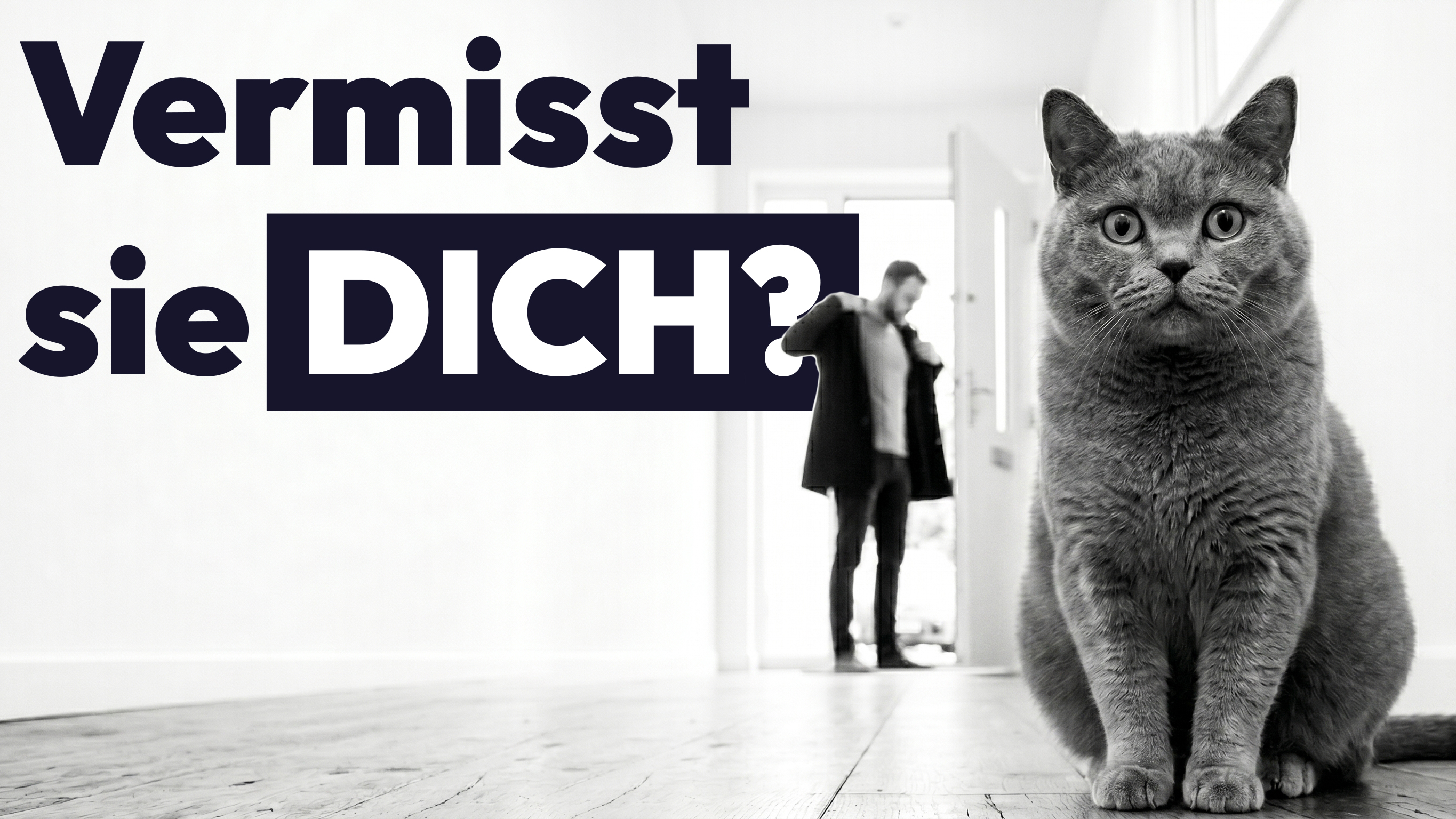 Das passiert mit deiner Katze, wenn du sie alleine lässt